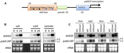 Comparative Analysis of Chloroplast psbD Promoters in Terrestrial Plants